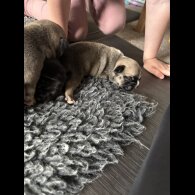 French Bulldog - Bitches