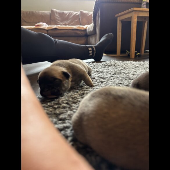 French Bulldog - Bitches