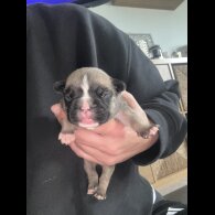 French Bulldog - Bitches