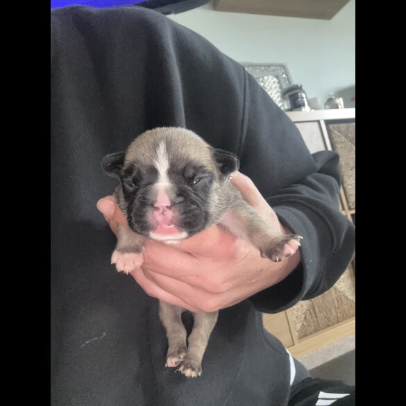 French Bulldog - Bitches