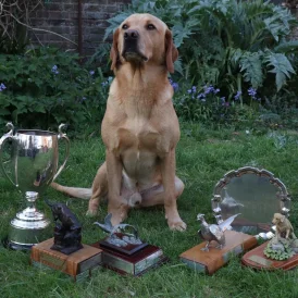 Labrador Retriever - Both
