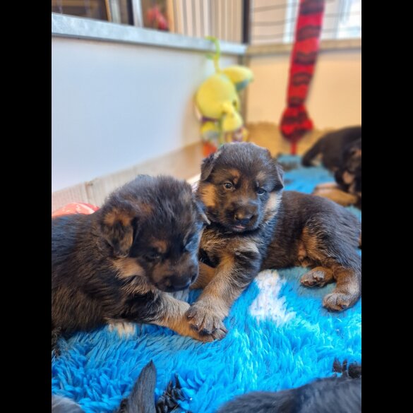 German Shepherd (Alsatian) - Bitches