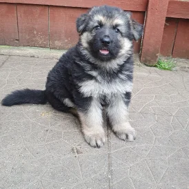German Shepherd (Alsatian) - Both