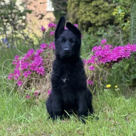 German Shepherd (Alsatian) - Bitches
