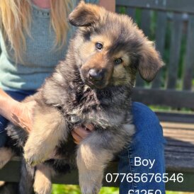 German Shepherd (Alsatian) - Both