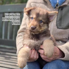 German Shepherd (Alsatian) - Both