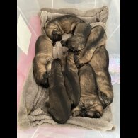 German Shepherd (Alsatian) - Both