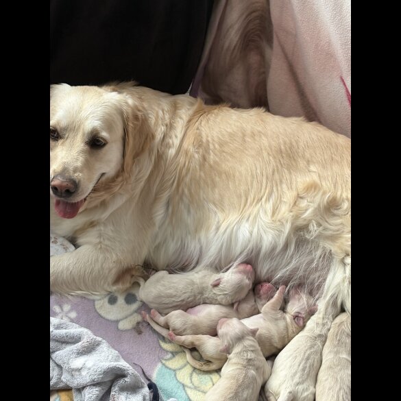 Golden Retriever - Both