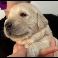 Golden Retriever - Both