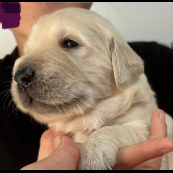 Golden Retriever - Both