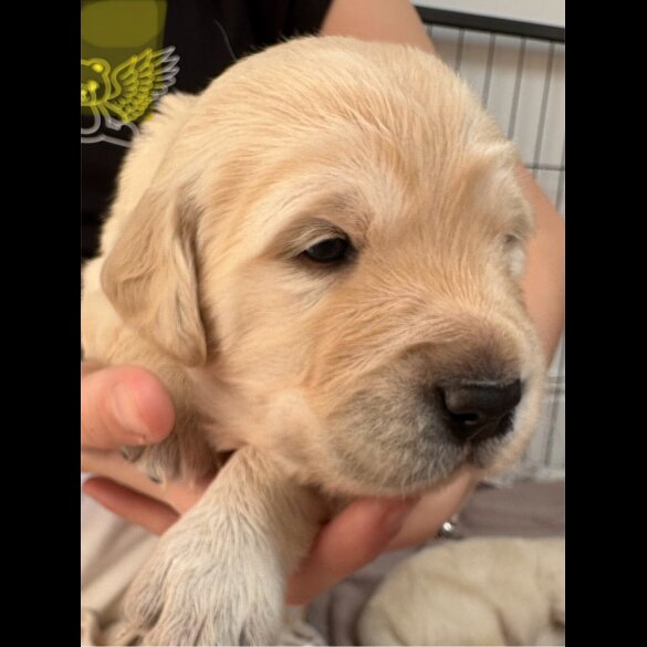 Golden Retriever - Both