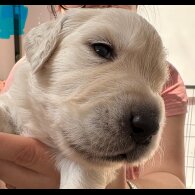 Golden Retriever - Both