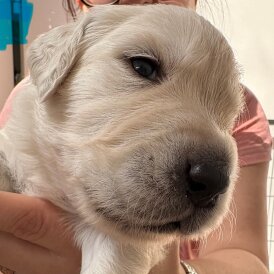 Golden Retriever - Both