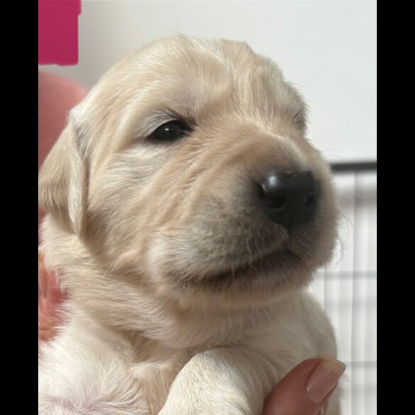 Golden Retriever - Both