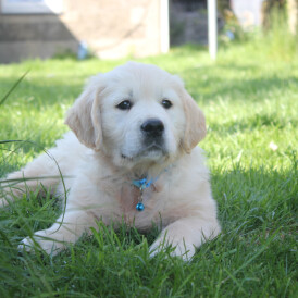 Golden Retriever - Both