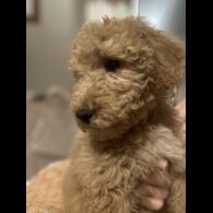 Goldendoodle - Both