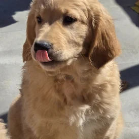 Goldendoodle - Both