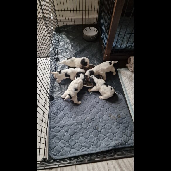 Biewer Terrier - Both