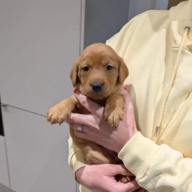 Fox Red Labradors - Both