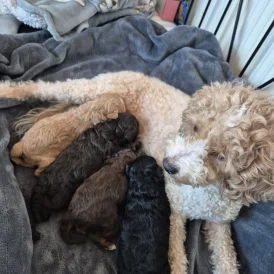 Poochon - Both