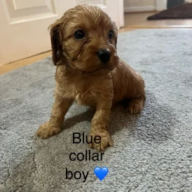 Cavapoo - Both