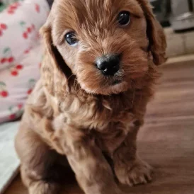 Cavapoo - Both