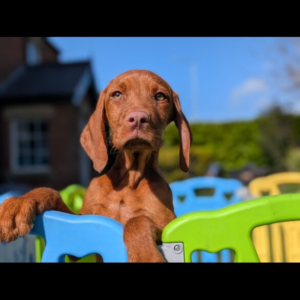 Hungarian Vizsla - Both