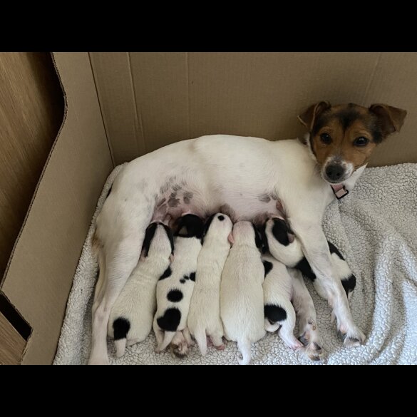 Jack Russell - Both