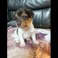 Jack Russell - Both