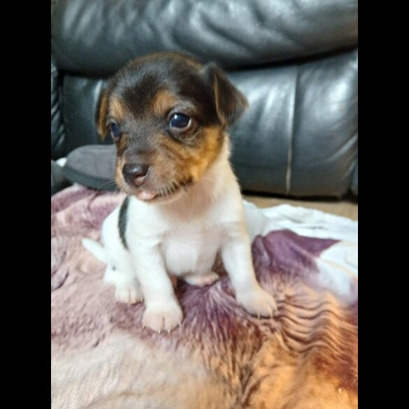 Jack Russell - Both