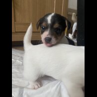 Jack Russell - Both