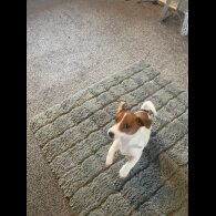 Jack Russell - Bitches