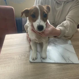 Jack Russell - Bitches