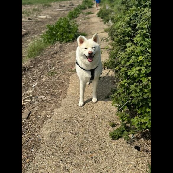 Japanese Akita Inu - Both