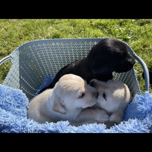 Labrador Retriever - Both