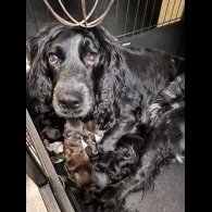 Cocker Spaniel (Working &amp; Show) - Both