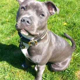 Staffordshire Bull Terrier