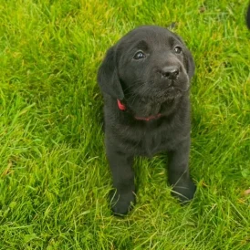 Labrador Retriever - Both