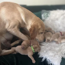 Labrador Retriever - Both