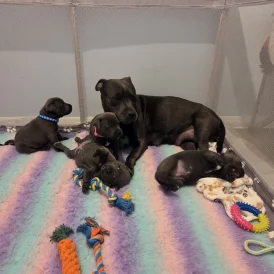 Blue Staffordshire Bull Terrier - Both