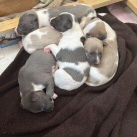 Whippet - Both