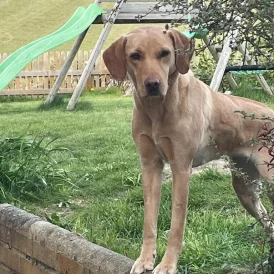 Labrador Retriever - Both