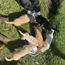Labrador Retriever - Both