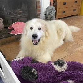 Pyrenean Mountain Dog - Both