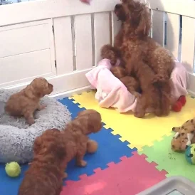 Labradoodle - Both