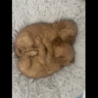 Labradoodle - Both