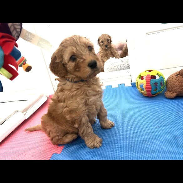 Labradoodle - Both