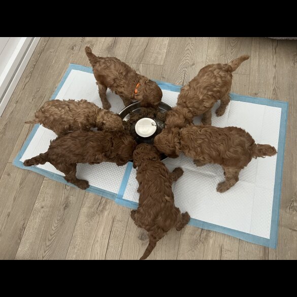 Labradoodle - Both