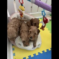 Labradoodle - Both