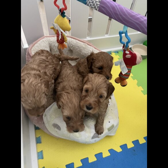 Labradoodle - Both